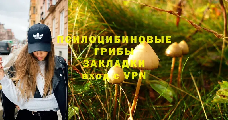 кракен как зайти  Асино  Галлюциногенные грибы Psilocybe 